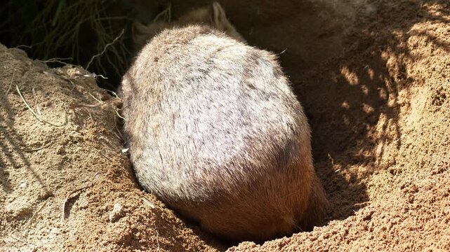 Close up shot of a Common wombat (Vombatus ursinus) actively digging a burrow in the sandy ground under the sun.