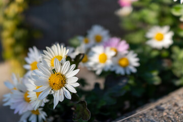 ピンクの花びらと黄色い蕊　優しい春色フラワー