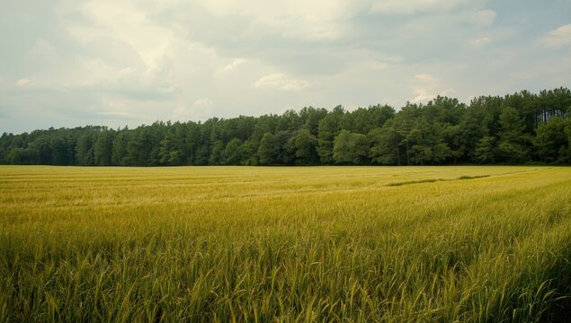 A wheat crop field with mature stalks under a cloudy blue sky, crop maturity in rural landscapes