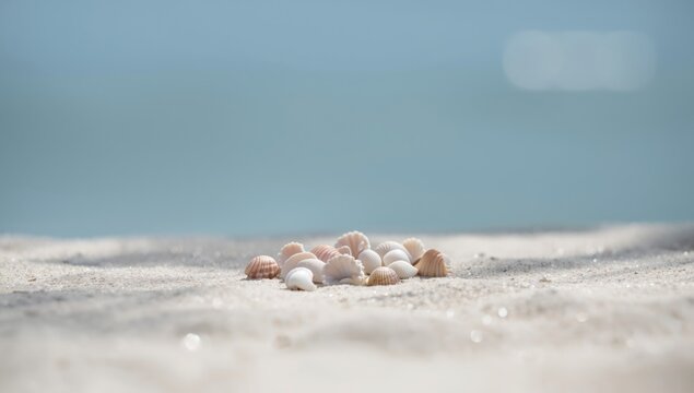 Assorted petite seashells with white and brown hues scattered on the beach, ideal for layout backdrops, Earth Day