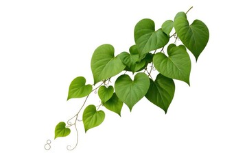 White background isolated vine heart leaf cluster with clipping path cutout