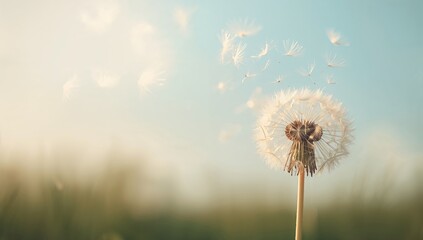 Obraz premium Detailed macro shot of dandelion seeds floating, illustrating seed dispersal in nature, Earth Day