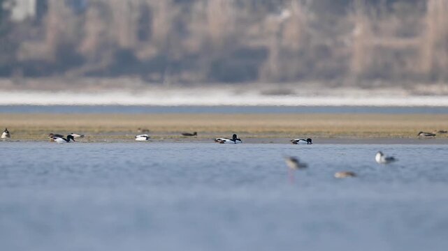 Flock of common shellducks rests calmly within lake waters creating peaceful wetland wildlife atmosphere