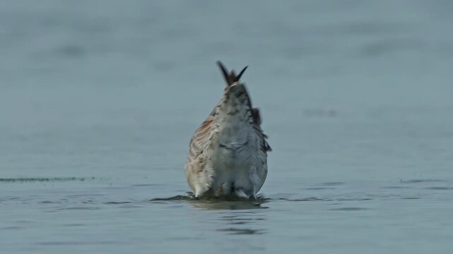 Black tailed Godwit Limosa limosa slowmotion close up foraging in Taiwan shallow water 4K