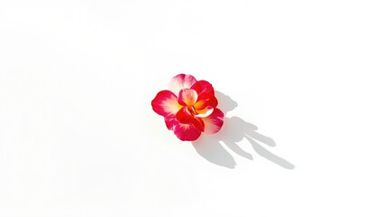 Detailed view of rose petals with a plain white backdrop for botanical illustration