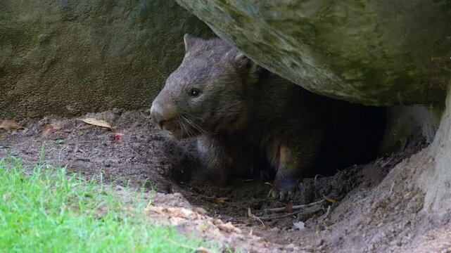 A territorial Common wombat (Vombatus ursinus) rests in its burrow, defending its home by screeching to warn off rivals, close-up shot of short-legged, muscular marsupial native to Australia.