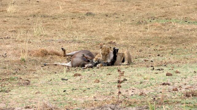 A lioness wearing a research collar captures and kills a wildebeest by biting its neck.
