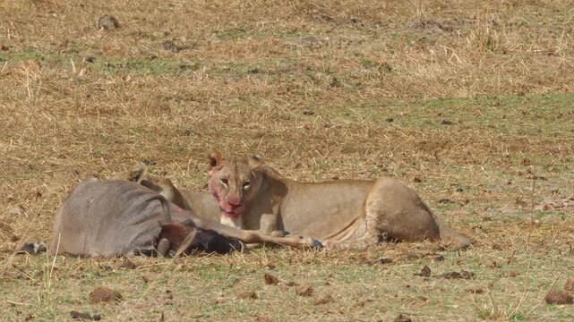 A lioness wearing a research collar captures and kills a wildebeest by biting its neck.