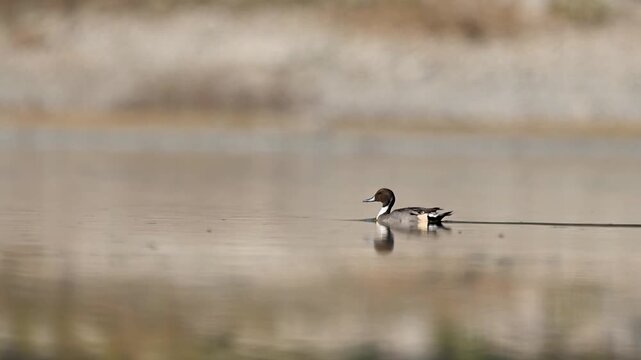 Natural wetland atmosphere surrounds northern pintail wading with smooth reflection