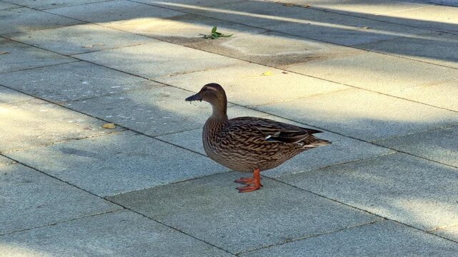 Close-up of a female mallard duck walking on a paved surface. The bright sunlight creates a strong shadow. Ideal for urban wildlife and nature concepts