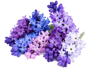 A lush collection of vibrant hyacinth flowers in various shades of purple, blue, and pink, spread out on a clean white surface