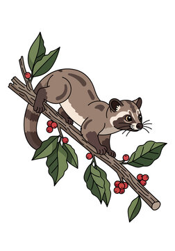Cute Civet Cat Climbing on a Coffee Plant Branch with Berries.
