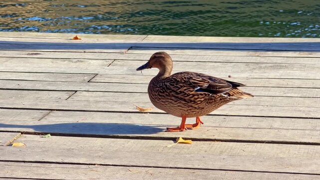 Close-up of a female mallard duck walking on a wooden dock next to the water. The sunlight creates a strong shadow. Ideal for wildlife and nature concepts