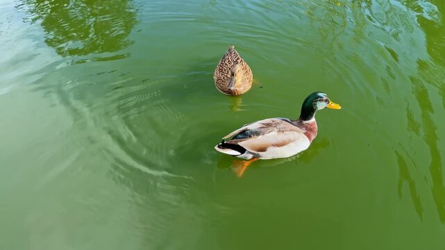 A pair of mallard ducks, male and female, swim together in a green pond on a sunny day. Ideal for wildlife, nature, and animal companionship concepts