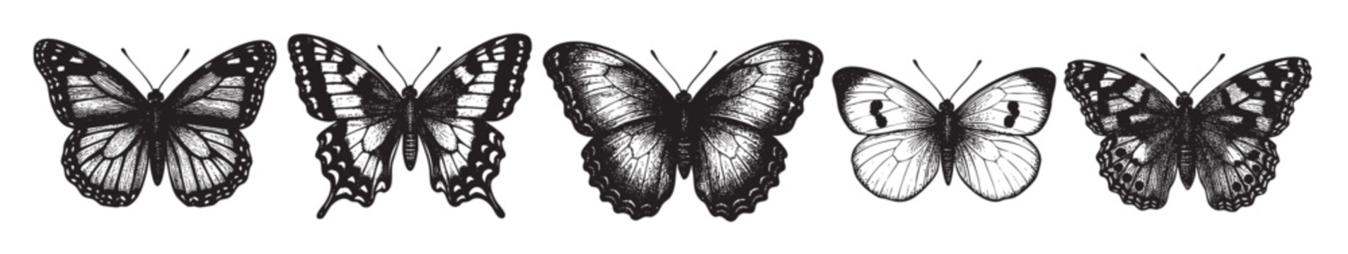 A collection of five intricately drawn black and white butterflies in a vintage illustration style, perfect for use in design, art, or educational projects.