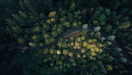 Top-down perspective of a curving roadway amid dense greenery and tall trees, ideal for transportation infrastructure analysis