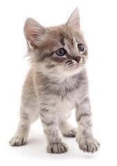 Cute fluffy grey kitten standing isolated on white background