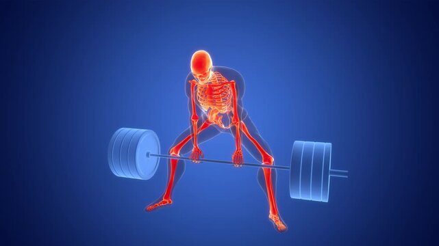 Human Lifting Heavy Barbell with Weights in Sumo Deadlift Anatomy Animation Concept