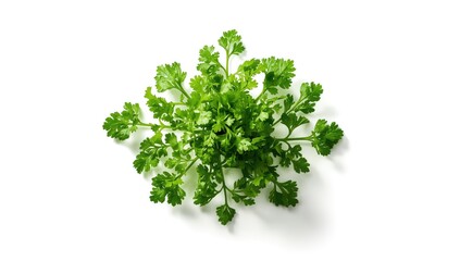 Obraz premium Coriander herb with vibrant green leaves placed on a plain white surface, suitable for food presentation