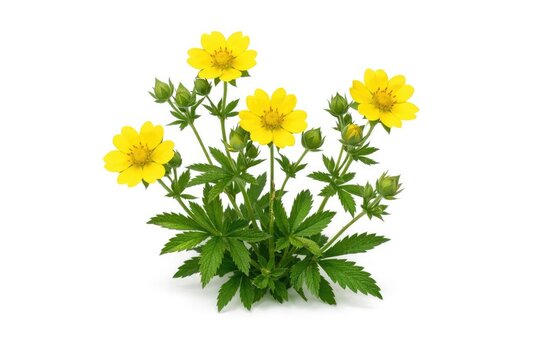 Wild Sulphur cinquefoil with bright yellow blossoms isolated on a white surface