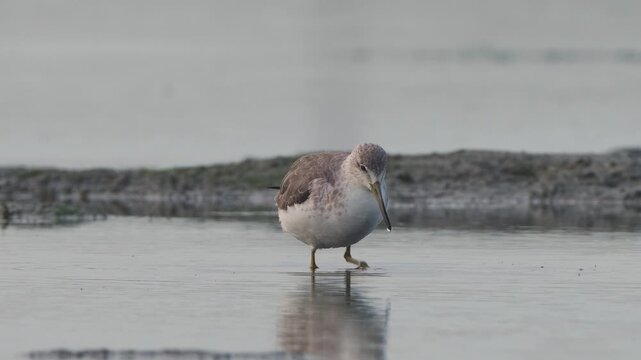 Nordmann&rsquo;s Greenshank Tringa guttifer foraging walk in Taiwan wetlands slow motion