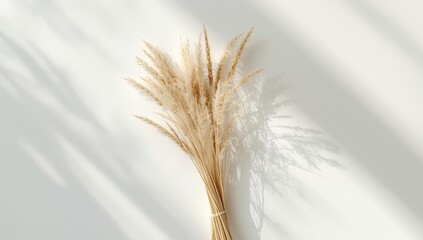 Fall-inspired beige cane branches set against a white backdrop suitable for seasonal displays