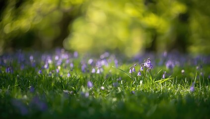 Springtime in England with bluebells emerging in forest grass, highlighting natural flowering patterns