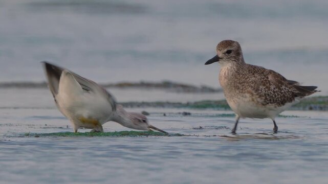 Nordmann s Greenshank stealing a crab from a grey plover and the grey plover chasing to take back the crab.