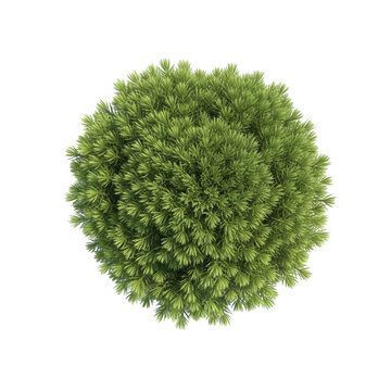 Top view of a dense green coniferous shrub with needle-like leaves isolated on a transparent background