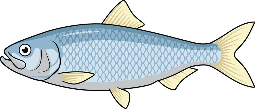 Twaite Shad Fish Swimming Side View - Animal Character Illustration Isolated on Transparent Background