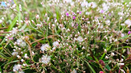 beautiful Cyanthillium cinereum flower plant, blossom