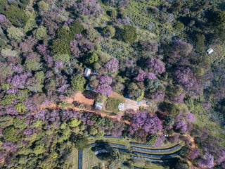 Cherry blossom tree (Sakura) blooming on Doi Pangkhon the high mountain located on 1,250 &ndash; 1,500 meters above sea level in Chiang Rai province, Thailand. It's very popular in winter season.