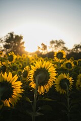 Obraz premium A serene field of sunflowers basking in warm sunlight with trees in the background at sunset.