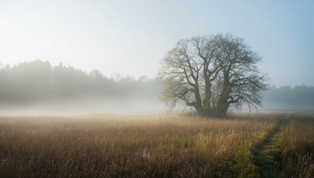Misty swamp landscape in the Eifel during fall, emphasizing seasonal atmospheric conditions