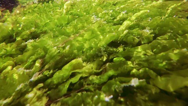 Green algae, Ulva intestinalis swaying in the water flow below the surface in the coastal area, reflecting in the water surface, close-up, slow motion, underwater view