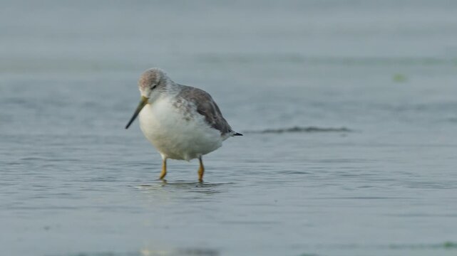 Nordmanns Greenshank (Tringa guttifer), an endangered wader, walking and foraging in shallow Taiwan wetlands slow motion closeup.