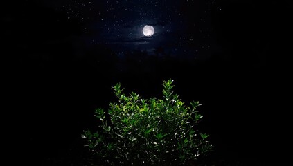 Tiny green seedlings in the night, illustrating resilience in minimal light, Earth Day