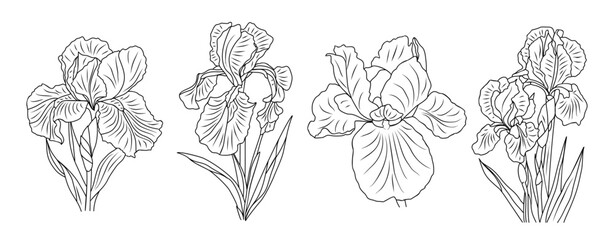 Black and white line art of four iris flowers in a symmetrical horizontal layout, featuring clean architectural lines and detailed botanical structure.