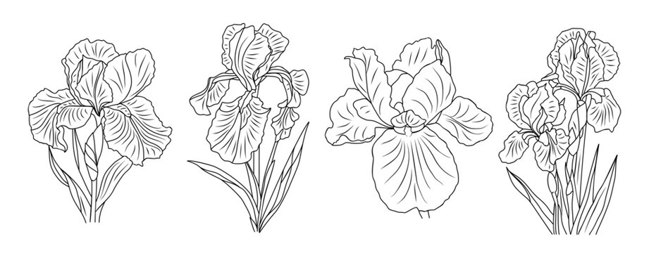 Black and white line art of four iris flowers in a symmetrical horizontal layout, featuring clean architectural lines and detailed botanical structure.