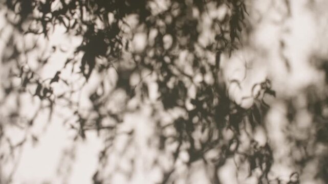 Soft light and shadows from tree branches, plant, foliage and leaves. Morning sunlight and tree shadows blowing by wind reflecting on wall. Summer concept. Product, advertising. . High quality 4k