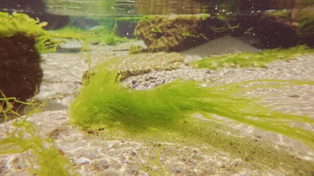 Green alga Cladophora growing on a sandy bottom in shallow water of the coastal area, swaying in the flow of the water on a bright sunny day in the sun glare, slow motion, close-up