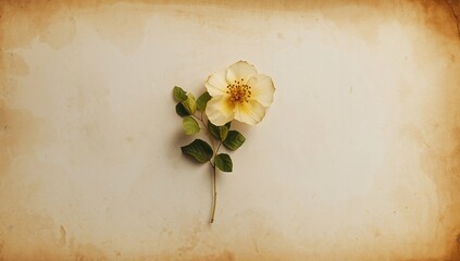 Dried flower pressed onto vintage paper surface, used for herbarium collections or historical documentation