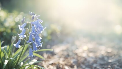 Cluster of bluebell flowers with cascading bell-shaped blooms in vivid blue, ideal for nature-themed layout