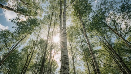 Obraz premium Birch trees with moss patches seen from below, highlighting natural forest regeneration, World Environment Day