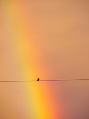 Lone Bird Silhouette on Wire with Golden Rainbow Glow
