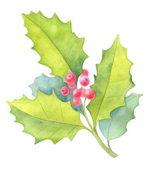 Winter Holly Branch with Red Berries Watercolor Illustration. Hand-painted watercolor illustration of a winter holly branch with green leaves and red berries, isolated on white background.