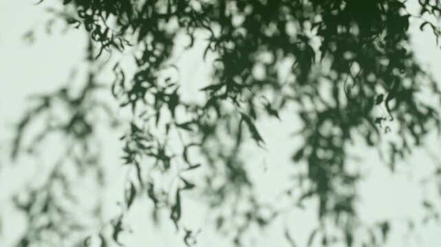 Soft light and shadows from tree branches, plant, foliage and leaves. Morning sunlight and tree shadows blowing by wind reflecting on wall. Summer concept. Product, advertising. . High quality 4k