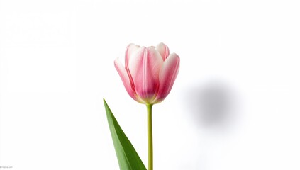 Fototapeta premium Pink and white tulip on white background, suitable for a nature-themed UI backdrop or botanical layout