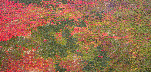 Autumn ivy leaves covering a wall, showing vibrant green, red, and orange colors as a natural seasonal background