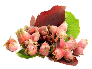 Vegetables - Organic Hazelnuts with Hazelnut Leaves on white Background